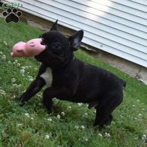 Palmar, French Bulldog Puppy